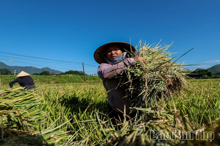 Vất vả mưu sinh mùa nắng nóng