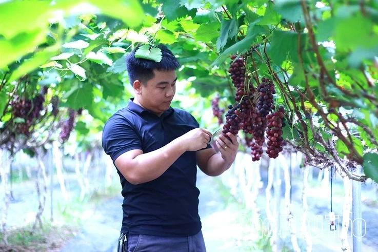 Checking in at Song Lo Clean Grape Farm