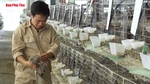 Nông dân Phú Thọ nuôi chim ở Khánh Hòa thu tiền tỉ mỗi tháng
