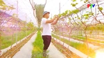 Vườn nho ở Hải Lựu