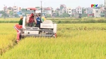 Từ giống tốt đến mùa vàng bội thu