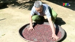 Muong Be in doi harvest season