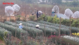 Làng hoa Phương Viên nhộn nhịp ngày cận Tết