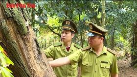 Chủ động ứng phó với nguy cơ cháy rừng mùa nắng nóng
