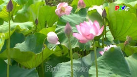 Vẻ đẹp hoa sen