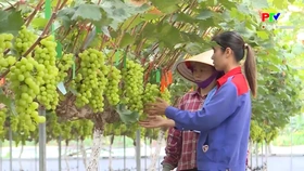 Nông dân Phú Thọ thi đua sản xuất kinh doanh giỏi