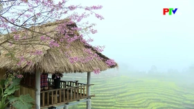 Vẻ đẹp hoa anh đào những ngày đầu Xuân