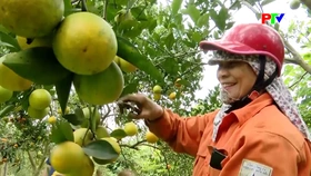 Quyết sách đúng, hiệu quả thiết thực