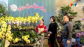 Xu hướng chơi hoa, cây cảnh ngày Tết Cổ truyền