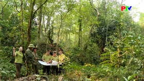 Cần kịp thời ngăn chặn khai thác, buôn bán cây muội hồng