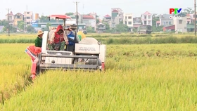 Từ giống tốt đến mùa vàng bội thu