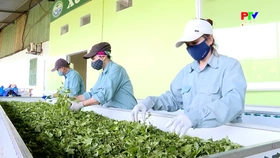 Mã số vùng trồng – bệ đỡ thúc đấy xuất khẩu nông sản