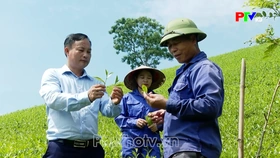 Phu Tho News on June 18, 2026