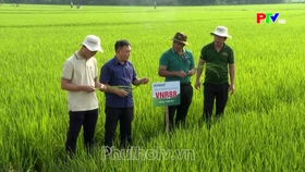 Phu Tho News on July 30, 2026
