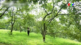 Phu Tho Culture Express - The sweetness of a royal tribute in the Autumn sunshine of the ancestral land