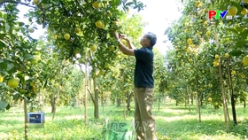 Đa dạng sinh kế nâng cao thu nhập cho người dân